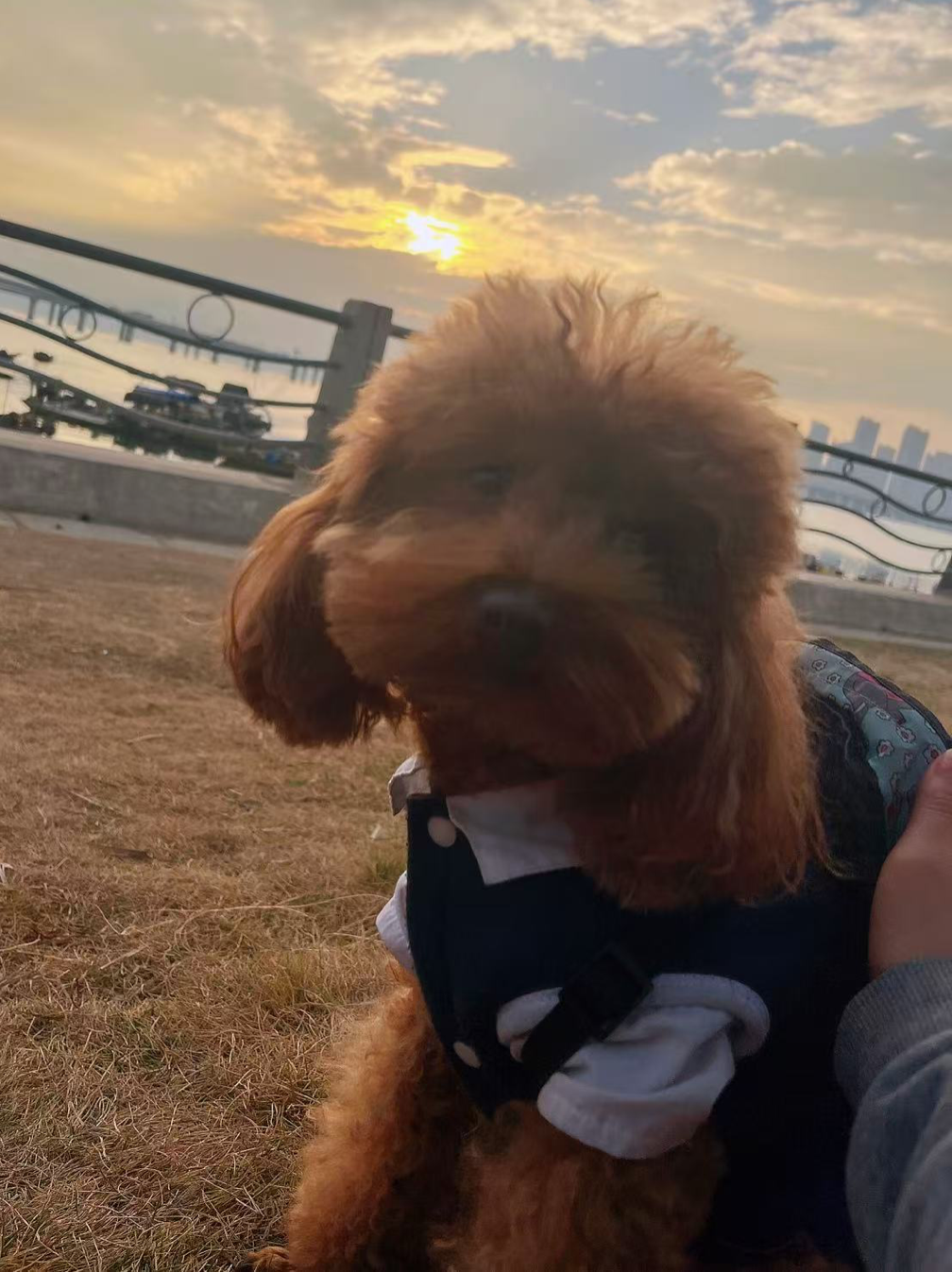 张夕宝