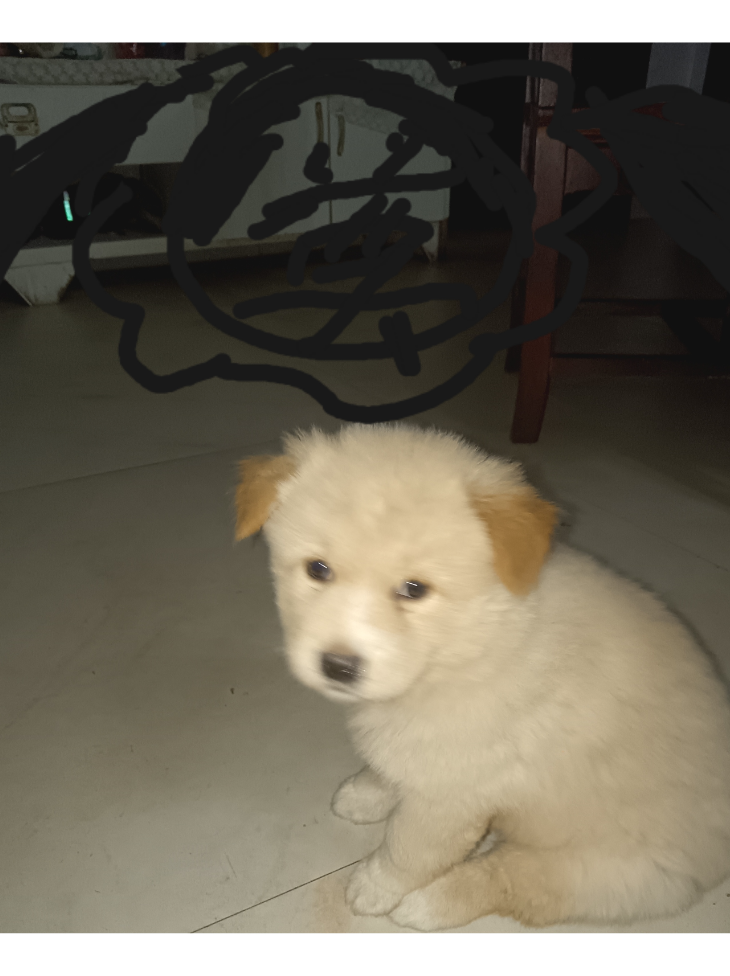 小白