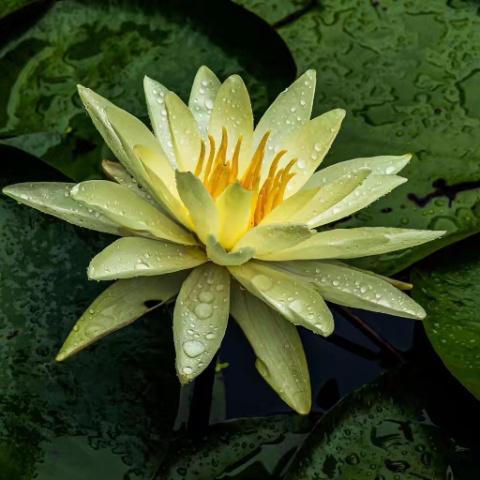荷花吟——献给相濡以沫48年的发妻